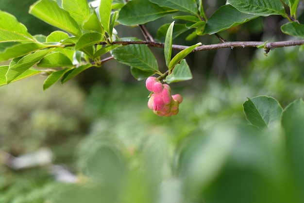 Lobner Magnolia Merrill fruta inmadura sin flores