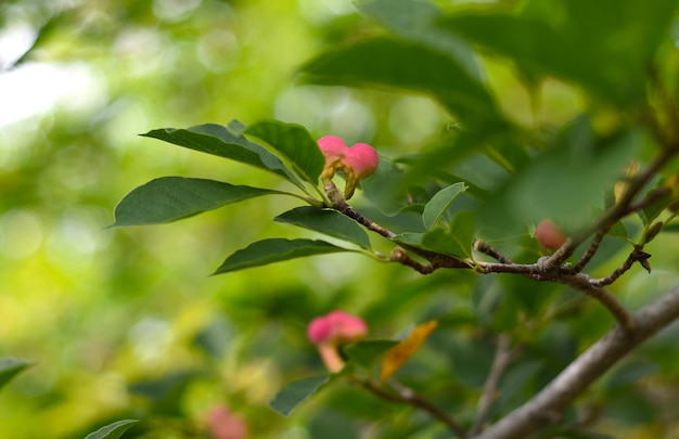 Lobner Magnolia Merrill fruto imaturo sem flores