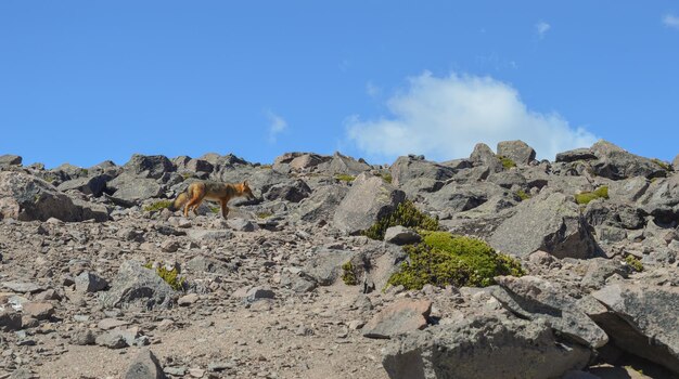 Lobo andino en el Parque Nacional Chimborazo a unos 5000 metros de altura en las montañas de los Andes de Ecuador