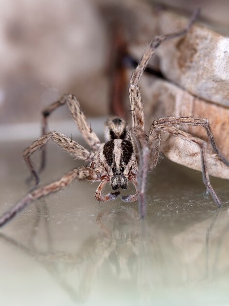 lobo araña