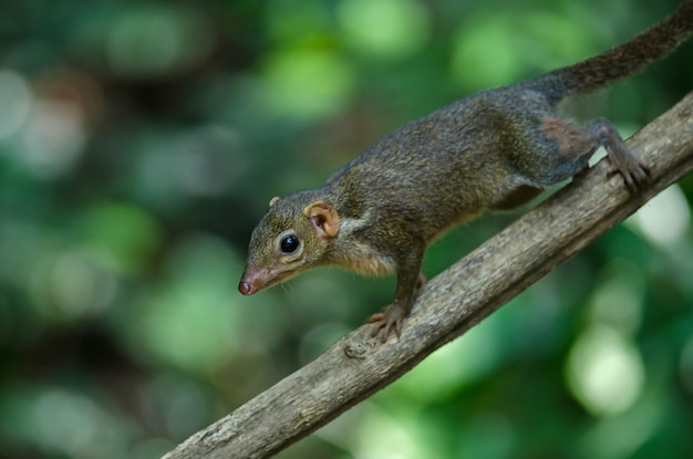 Lobo de árbol común o Lobo de árbol del sur (Tupaia glis)