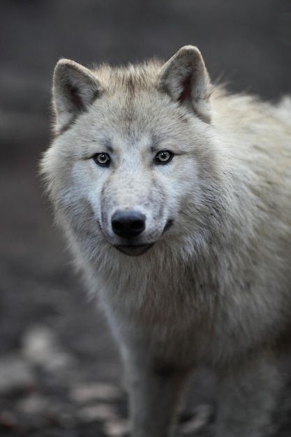 Lobo ártico canis lupus arctos também conhecido como Lobo Polar ou Lobo Branco Closeup retrato deste belo predador