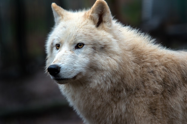 Lobo ártico (Canis lupus arctos) también conocido como lobo polar