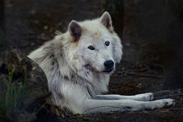 Foto lobo ártico na natureza