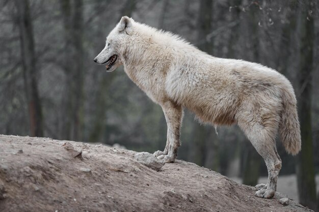 El lobo ártico