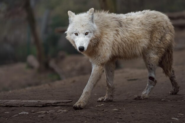 El lobo ártico