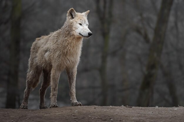 El lobo ártico