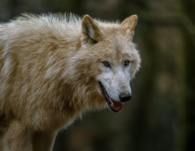 Lobo ártico