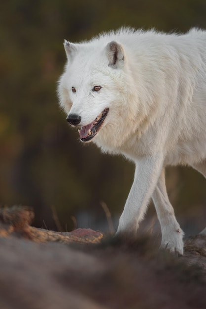 Foto lobo ártico