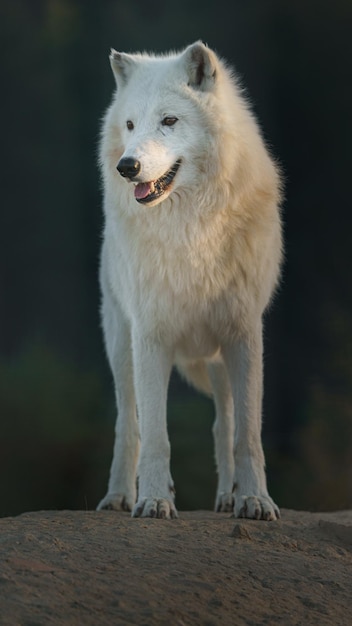 Lobo ártico