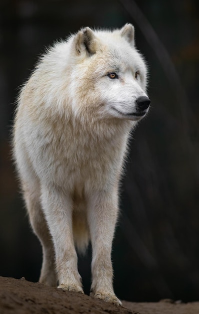 Lobo Ártico