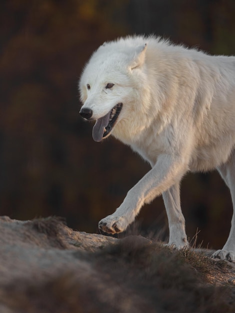 Lobo ártico