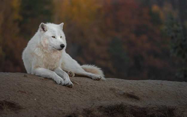 Lobo Ártico