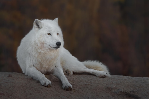 Lobo ártico