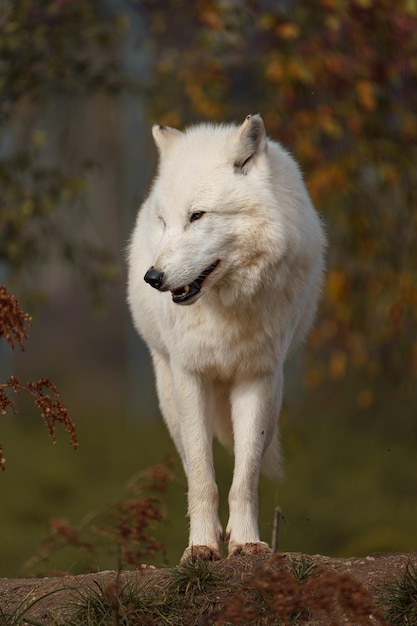 Foto lobo ártico