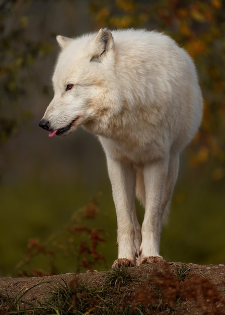 Lobo ártico