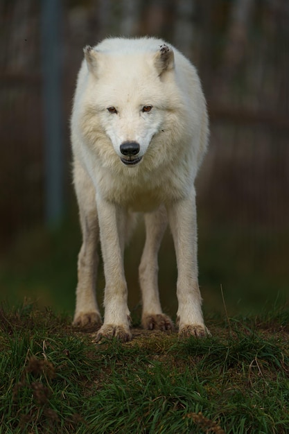 Lobo ártico