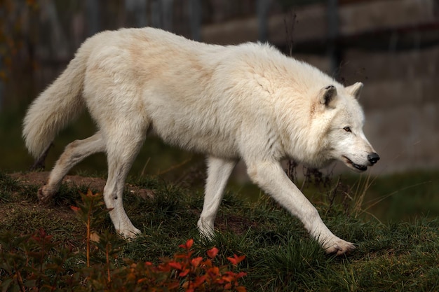 Lobo ártico