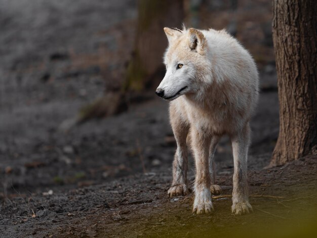 Lobo ártico