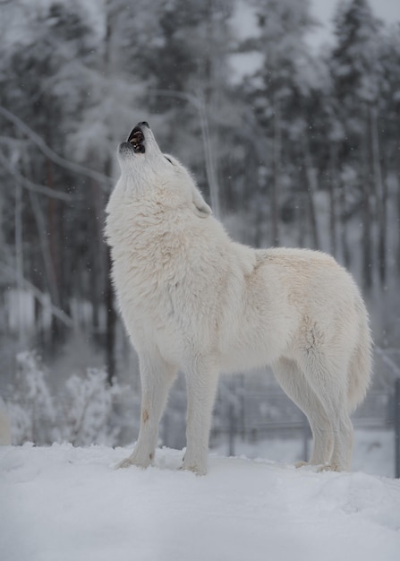 Foto lobo ártico