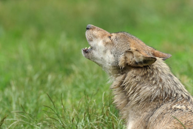 lobo aullando lobo aullando