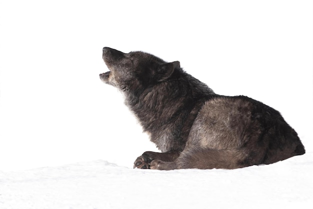 Lobo aullando Lobo aullando