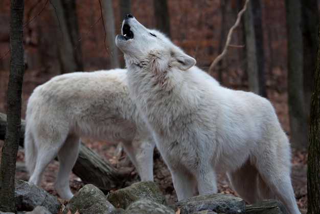 Foto lobo aullando lobo aullando