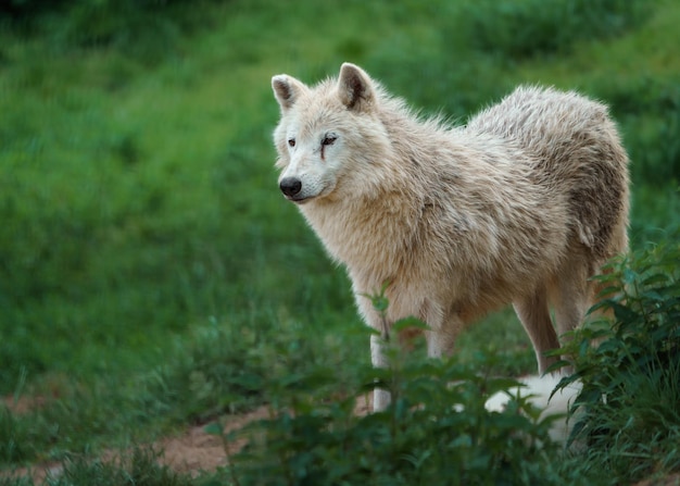 Lobo de la bahía de Hudson