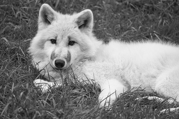 Lobo blanco joven en blanco negro tomado en el parque de lobos Werner Freund