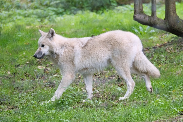 Lobo blanco joven del parque de lobos Werner Freund