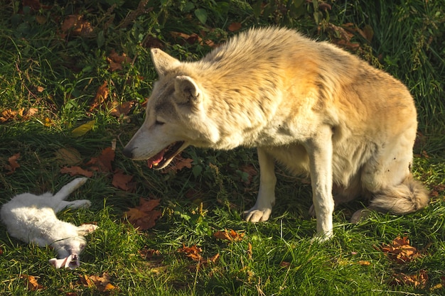 Lobo blanco se ríe de la comida, conejo blanco como presa de lobo, foto de luz del atardecer