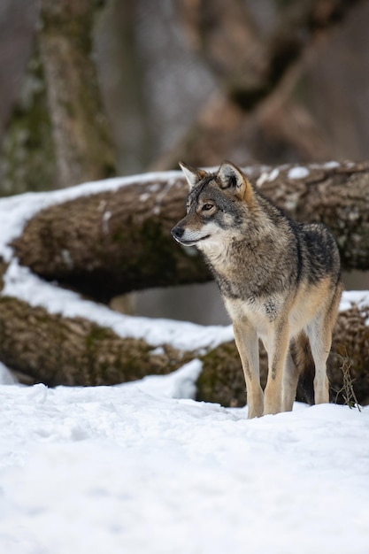 Lobo en el bosque con fondo de invierno