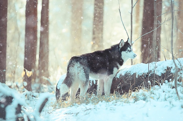 lobo en el bosque de invierno, naturaleza salvaje del norte, paisaje con animales