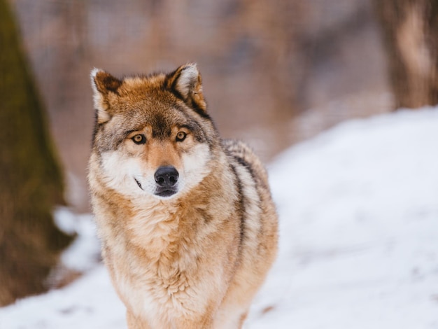 Lobo en el bosque de invierno