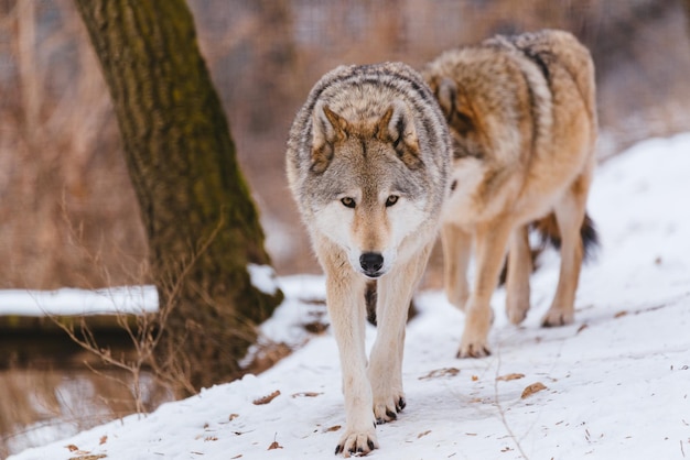 Lobo en el bosque de invierno