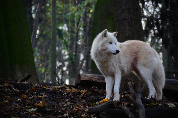 lobo branco olhando
