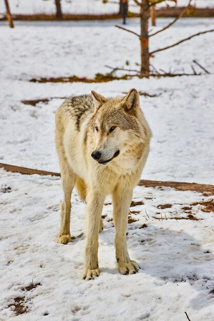 Lobo branco solitário em pé na neve no parque