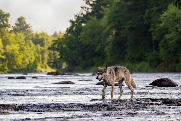 Lobo cinzento, atravessar rochas em um rio que flui