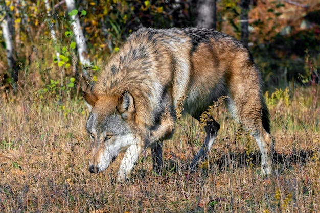 Lobo Cinzento espreitando por um prado