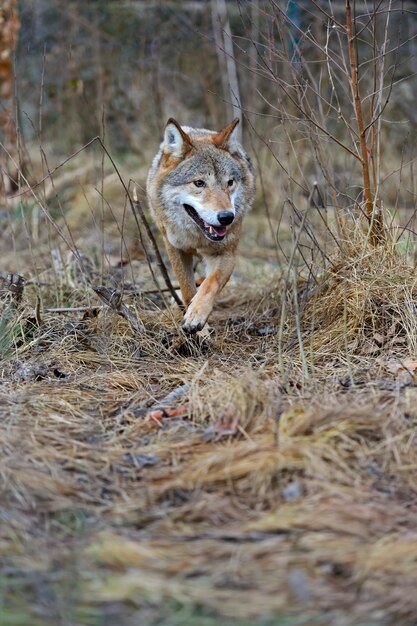 Lobo cinzento na floresta