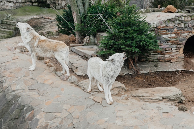 Lobo cinzento no zoológico, animal selvagem