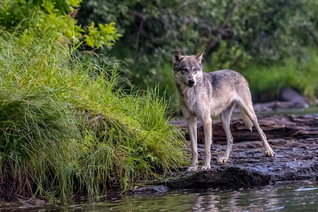 Lobo cinzento, posicionado na margem rochosa de um rio que flui