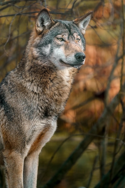 lobo cinzento