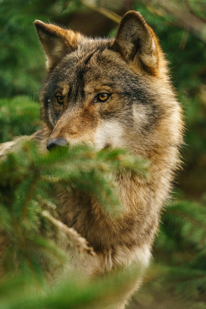 lobo cinzento