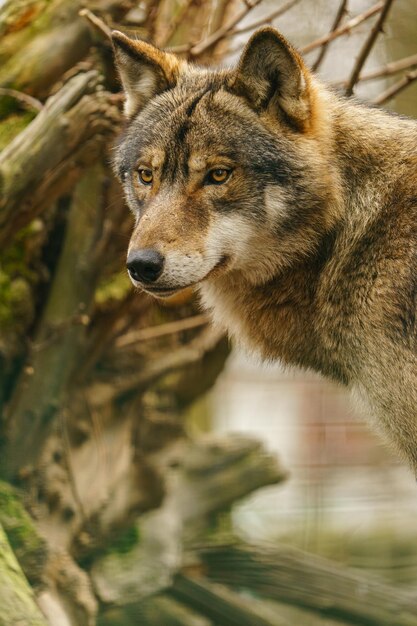 lobo cinzento