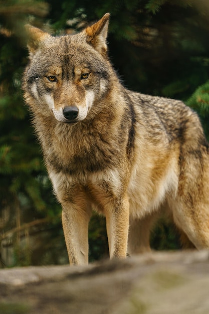 lobo cinzento