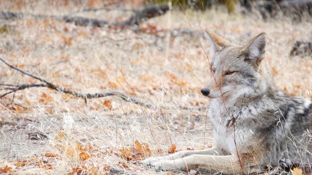 Lobo coiote ou coywolf retrato cabeça rosto e olhos outono outono floresta vida selvagem