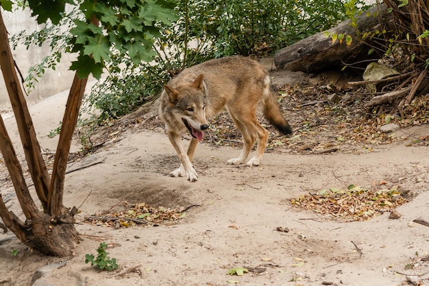 Lobo corriendo