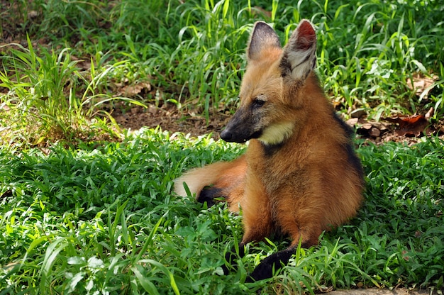 Lobo de crin en pasto