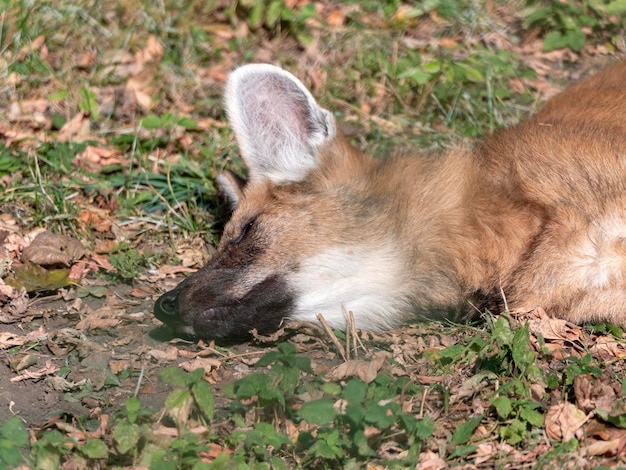 Foto lobo de crin rojo en el animal cautivo